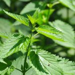 Nettle