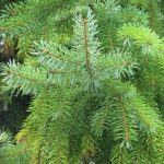 Pine tree carotene