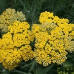 Yarrow