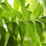 Neem